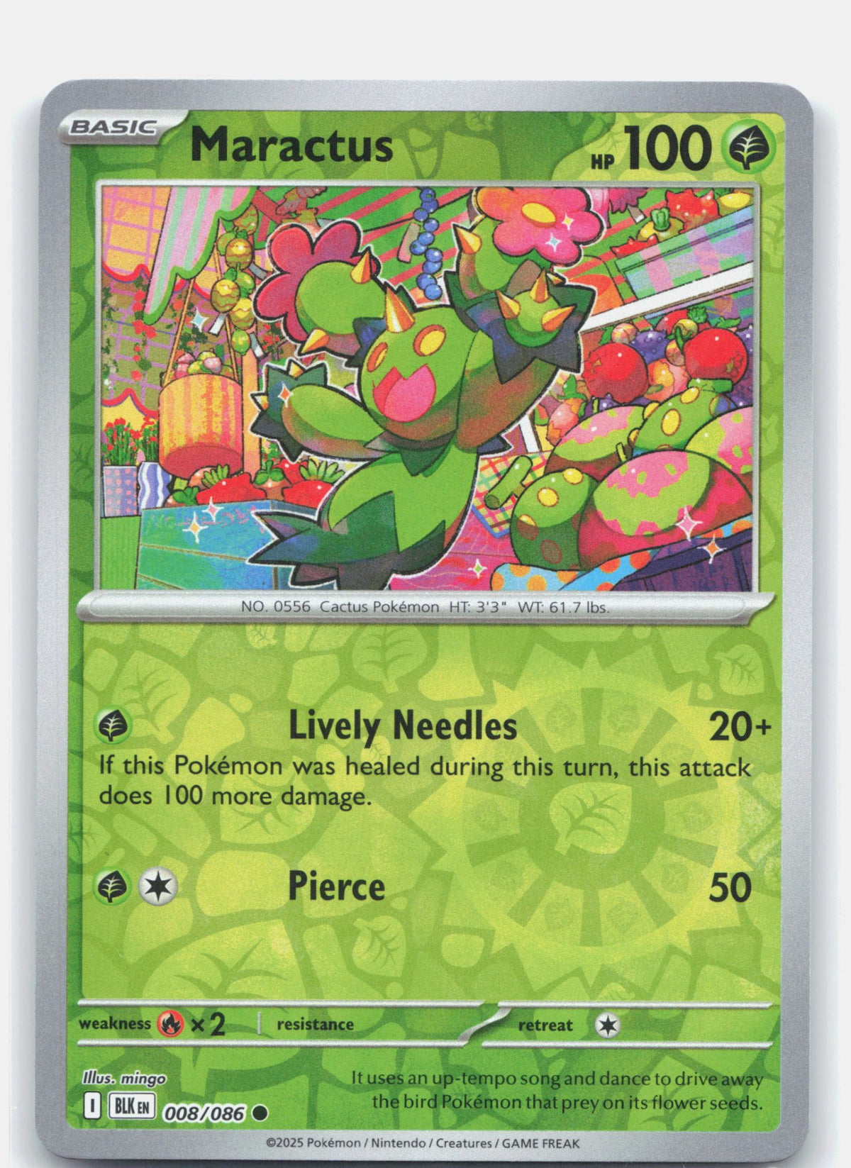 Maractus