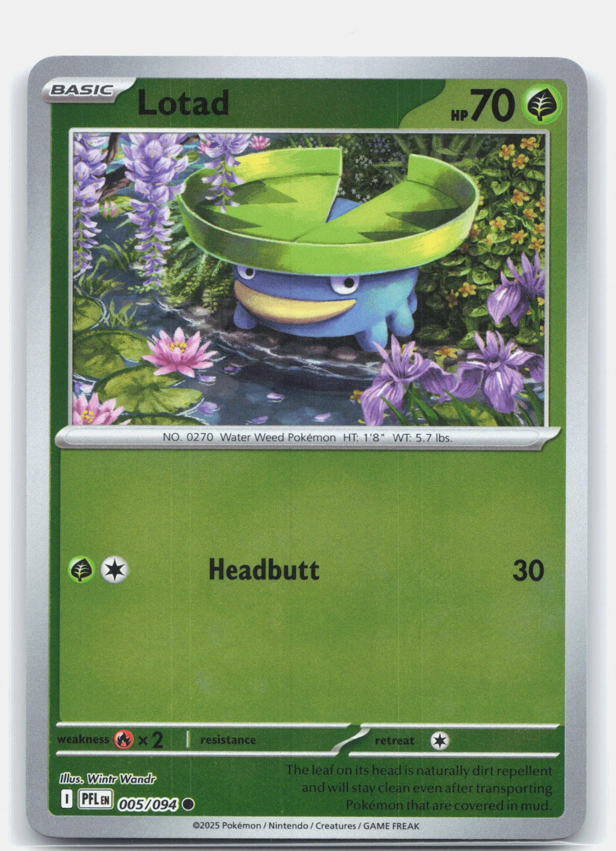Lotad