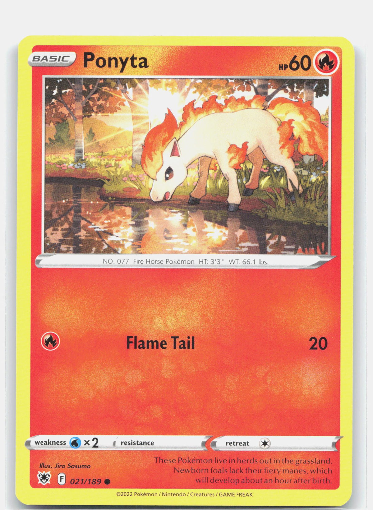 Ponyta